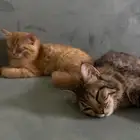 قطط للتبني