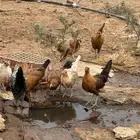 دجاج بلدي