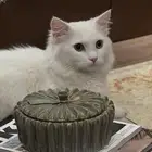 قط ذكر لتبني عمره سنة وكم شهر