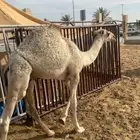 حاشي لباني ( تم البيع )