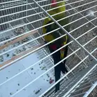 بغبغا ريجنت استرالي للبيع ماهو اليف