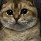 قط سكوتش للتزاوج