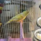 انثى كناري سوري