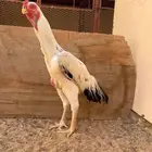 ديك فارسي للبيع