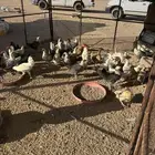 دجاج بياض فيومي