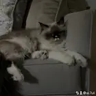قطه للتزاوج