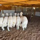 خرفان حريات بريه انتاج الغنم