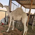 قعود