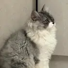 قط شيرازي ذكر لتبني