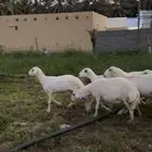 غنم صنف وجروم طيبه