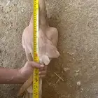 حمام مصري مالطي