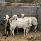 غنم