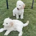 جراوي بودل ستاندر