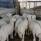 ذبايح حري ونعيم