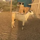 عنز بيشيه فاخره ) السن مطلع سديس