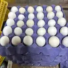 بيض مخصب