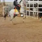 تريب على ركوب الخيل