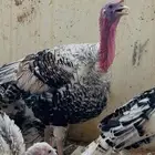 ديوك ودجاج رومي