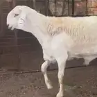 ينبع