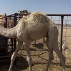 حوار عمره ثلاث شهور على حليب شحم