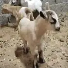 تيس وجفرة قزميات