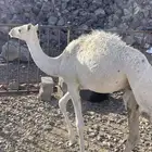 قعود حوار ضيار