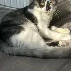 للتبني كوكي قط صغير وحنون وهادي وذكي ومطعم مع الكرت