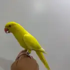 ببغاء دره طفره