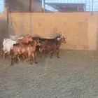 ماعز قزمية وهجين