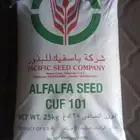 بذور برسيم أمريكي 101