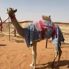 بكره هجن ذلول