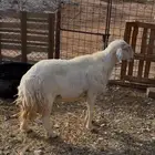 للبيع طلي فحل مشروط