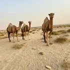 ابل اوارك
