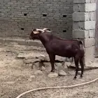 تيس ادهم محايلي