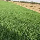 نجيله طبيعي انجيله او ثيل C2000 سي الفين للكميات