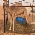 حاشي فل شحم على السوم