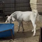 مشروع فحل مطور ابرص