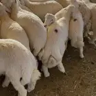 طليان ورخال للبيع ( يوجد تقسيط )