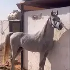 حصان شعبي