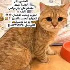 قط سكوتش ستريت للتبني