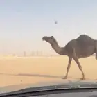 ناقة لقحه مجهم