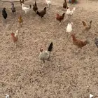 دجاج للبيع