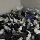 فروخ بلدي اسود وفيومي ألمنيوم