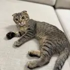 سكوتش ذكر يطلب تزاوج