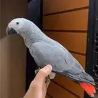 كاسكو عمره 4 شهور للبيع