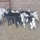 طليان نجديه