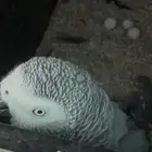 زوج كاسكو اليف