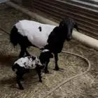 شاه بربريه