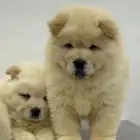 جراوي تشاو تشاو