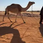 رحول ابل طوووع